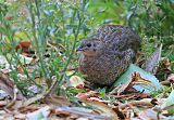 Brown Quail